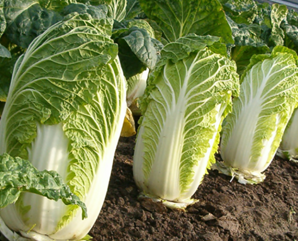 Капуста пекинская ОПТИМА (JS 1001) F1 Atakama Seeds