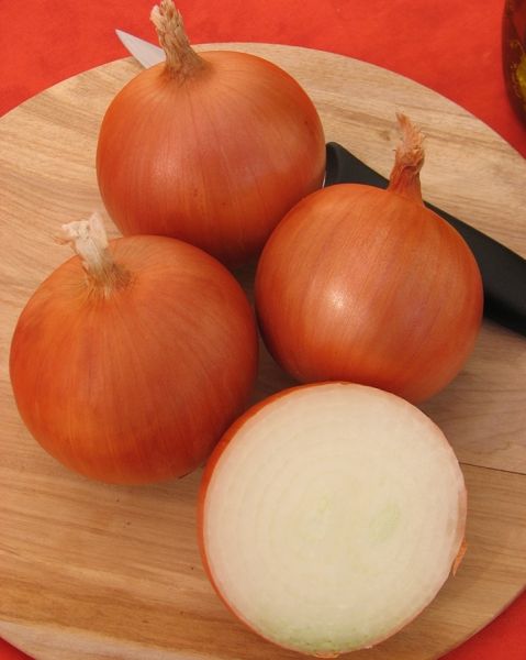 Лук Яровой МЕДУЗА F1 / MEDUZA F1 Takii Seeds
