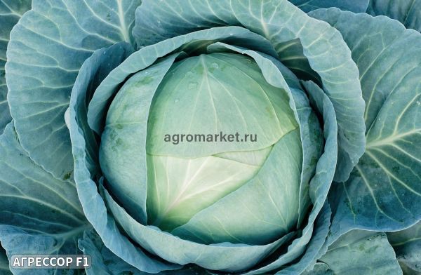 Капуста белокочанная АГРЕССОР F1 Syngenta