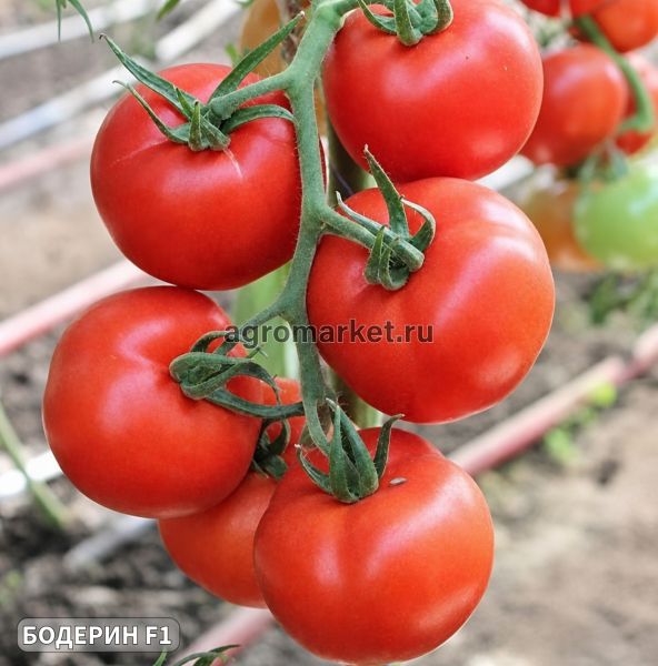 Томат БОДЕРИН F1 / BODERIN F1 Syngenta