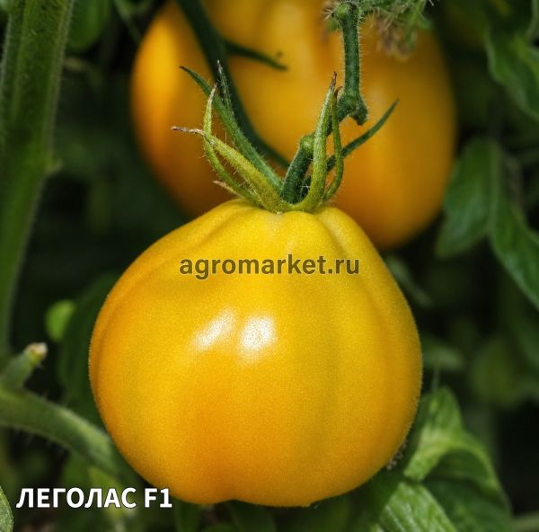 Томат ЛЕГОЛАС (OXHY 3413) F1 / LEGOLAS (OXHY 3413) F1 Esasem