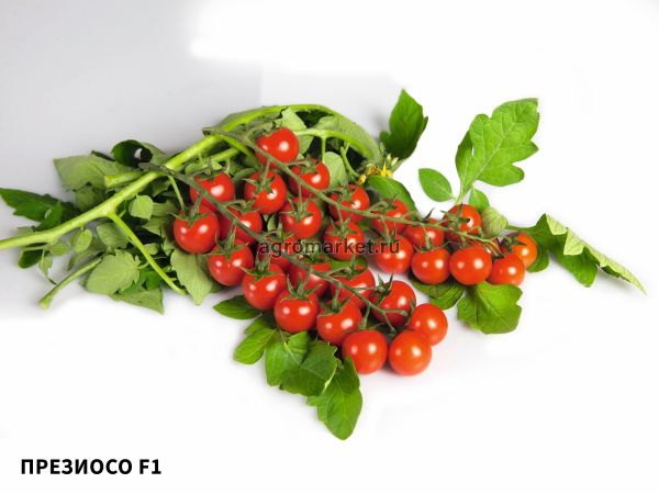 Томат ПРЕЗИОСО F1 / PREZIOSO F1 Esasem