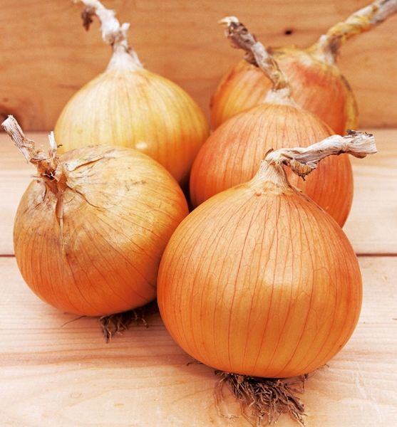 Лук Яровой ВЕРДОН F1 / VERDON F1 Takii Seeds