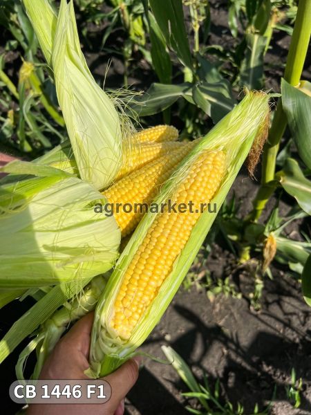 Кукуруза СВ 1446 F1 / СВ 1446 F1 Seminis