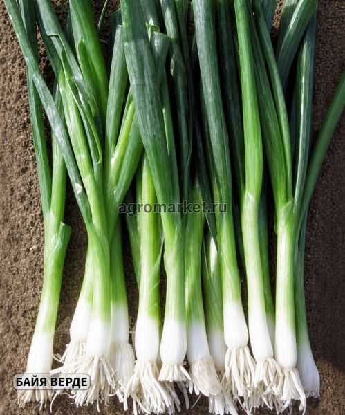 Лук Батун (на перо) БАЙЯ ВЕРДЕ / BAYA VERDE Seminis