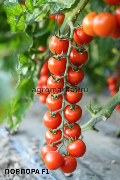 Томат ПОРПОРА F1 / PORPORA F1 Esasem