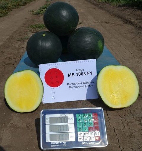 Арбуз MS 1003 F1 Atakama Seeds