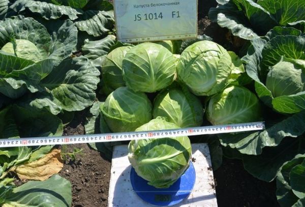 Капуста белокочанная JS 1014 F1 Atakama Seeds