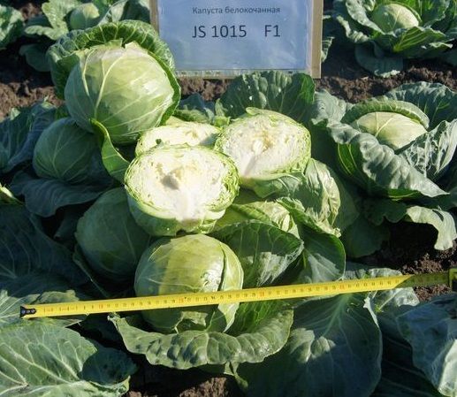 Капуста белокочанная JS 1015 F1 Atakama Seeds