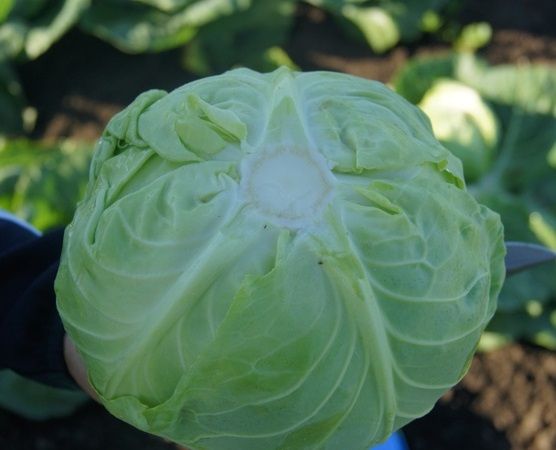 Капуста белокочанная JS 1016 F1 Atakama Seeds