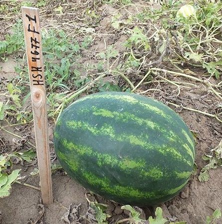 Арбуз АВАНГАРД (HSR 4677) / AVANGARD Hollar Seeds