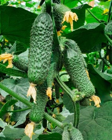 Огурец CUG 12468 F1 Greentime