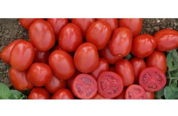 Томат ХАЙНЗ 1311 F1 / HEINZ 1015 F1 Heinz