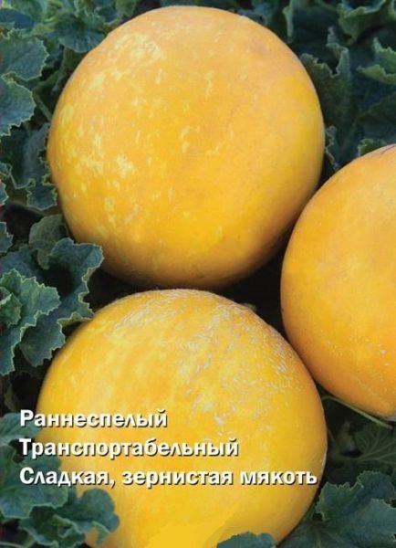 Дыня РАННЯЯ 133 (ТАМАНСКАЯ) Поиск