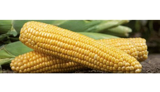 Кукуруза ГСС 14184 F1 / GSS 14184 F1 Syngenta