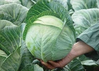 Капуста белокочанная ЮНИОР F1 Syngenta