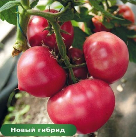 Томат Е15Б.51053 F1 / E15B.51053 F1 Enza Zaden