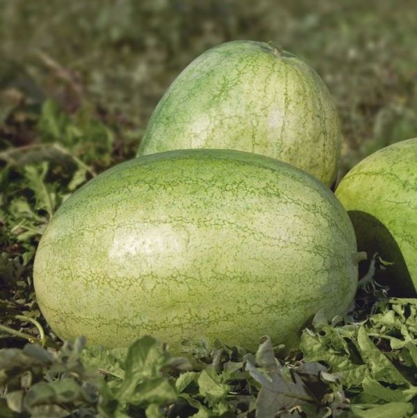 Арбуз KS 1819 ЧАРЛЬСТОН ГРЕЙ F1 Kitano Seeds
