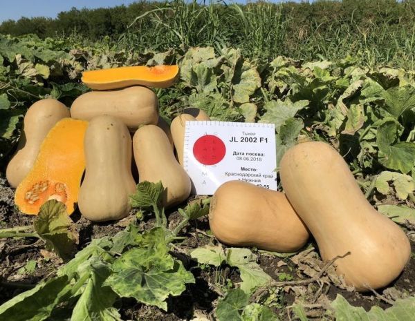 Тыква СОНАТА (JL 2002) F1 / Atakama Seeds