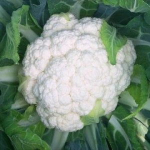 Капуста цветная ФРАНСУАЗА Поиск