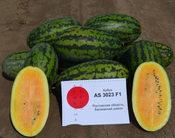 Арбуз AS 3023 F1 Atakama Seeds