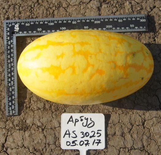 Арбуз AS 3025 F1 Atakama Seeds