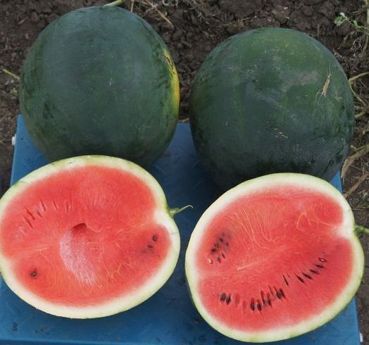 Арбуз AS 3026 Atakama Seeds