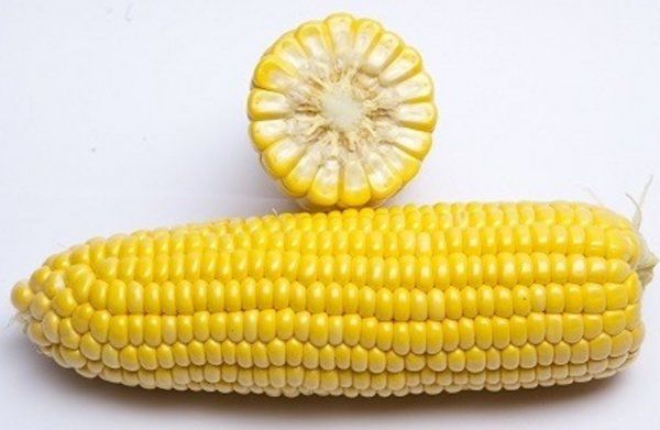 Кукуруза ГСС 3071 F1 / GSS 3071 F1 Syngenta