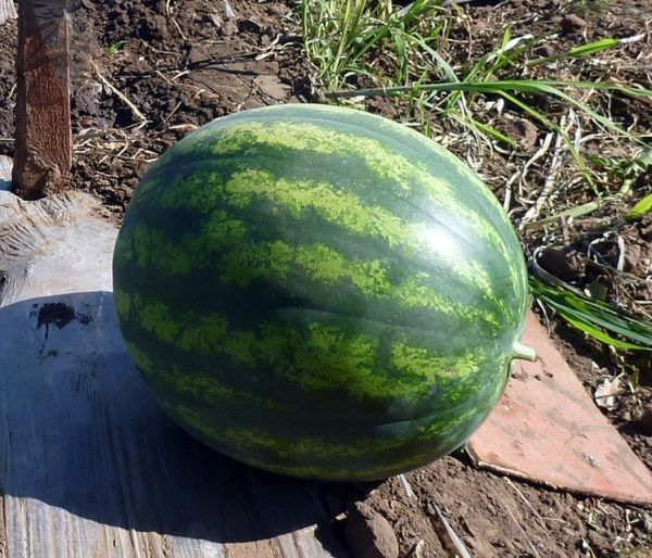 Арбуз ВЕЛИКАН F1 / VELIKAN F1 Quality Seeds