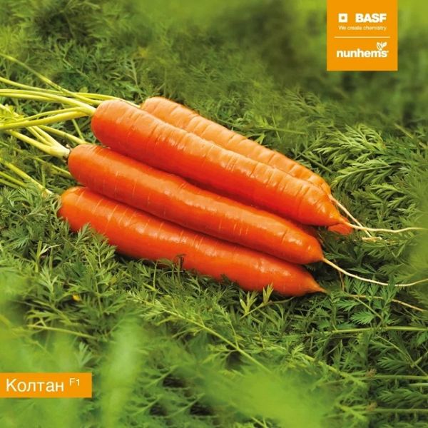 Морковь КОЛТАН F1 / KOLTAN F1 Nunhems
