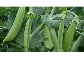 Горох ШУГАР ФЛЕШ / SHUGAR FLESH Syngenta