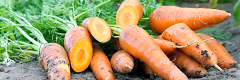Морковь ШАНТАНЕ А КУР РУЖ 2 / SHANTANE A KUR RUZH 2 Syngenta