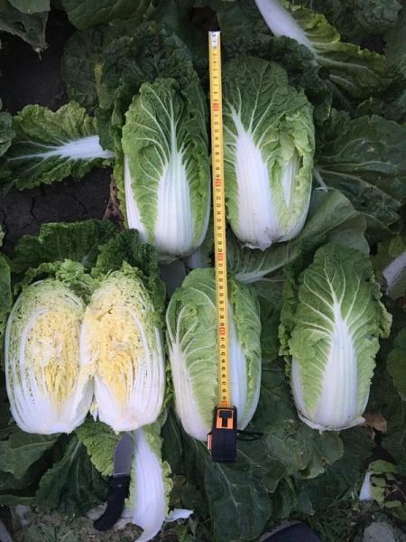 Капуста пекинская САГА (AS 5002) F1 Atakama Seeds