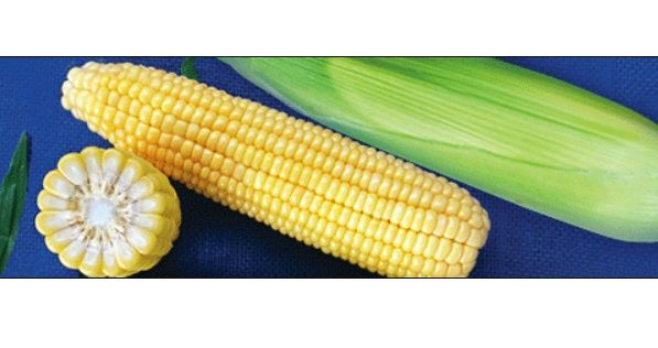 Кукуруза ГХ 6055 F1 / GX 6055 F1 Syngenta