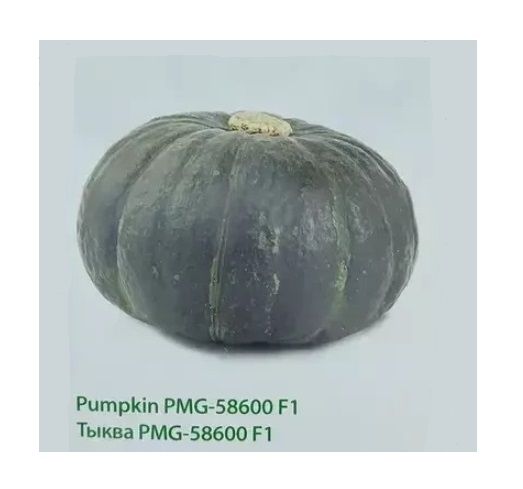 Тыква PMG 58600 F1 / PMG 58600 F1 Greentime