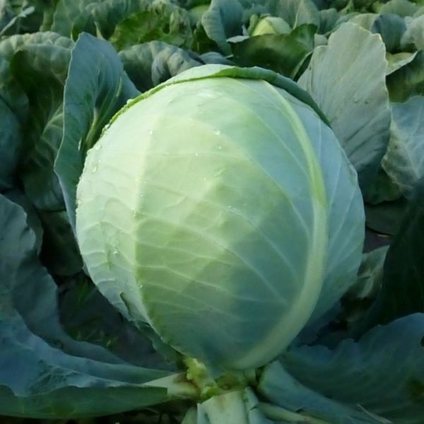Капуста белокочанная KS 60 F1 Kitano Seeds