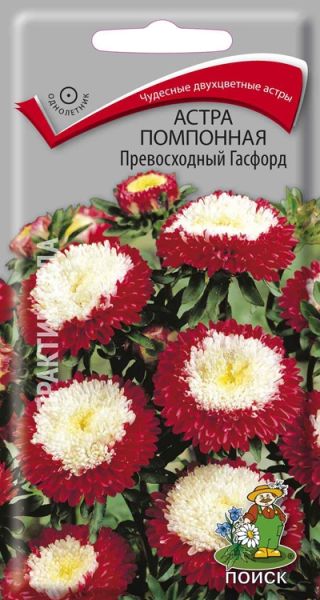 Однолетник Астра помпонная Превосходный Гасфорд ЦВ Поиск