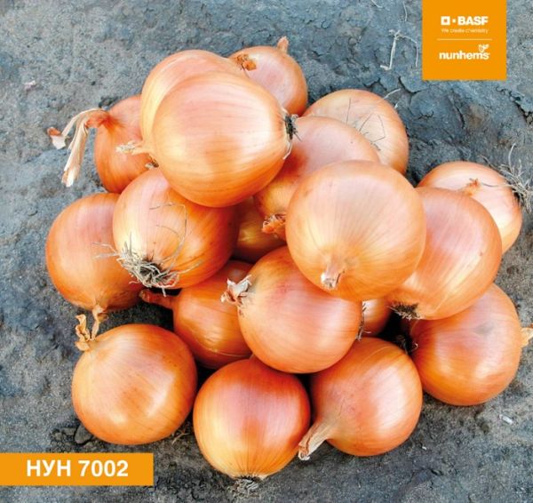Лук Яровой НУН 7002 F1 / NUN 7002 F1 Nunhems