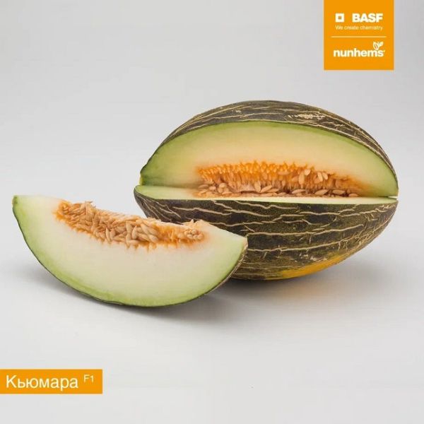 Дыня КЬЮМАРА F1 / KUMARA F1 Nunhems