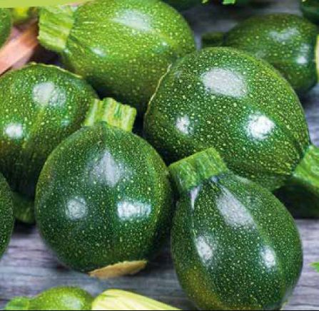 Кабачок SQG 8155 F1 / SQG 8155 F1 Greentime