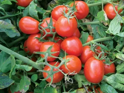 Томат ХАЙНЗ 9661 F1 / HEINZ 9661 F1 Heinz