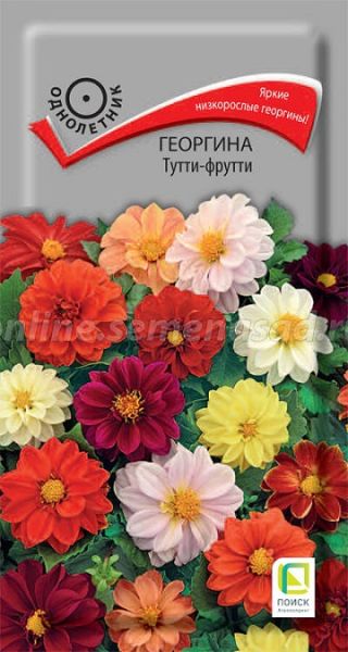 Однолетник Георгина Тутти-фрутти ЦВ Поиск
