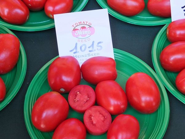 Томат ХАЙНЗ 1015 F1 / HEINZ 1015 F1 Heinz