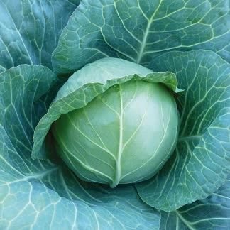 Капуста белокочанная KS 15 F1 Kitano Seeds