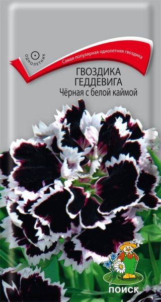 Однолетник Гвоздика Геддевига Черная с белой каймой ЦВ Поиск