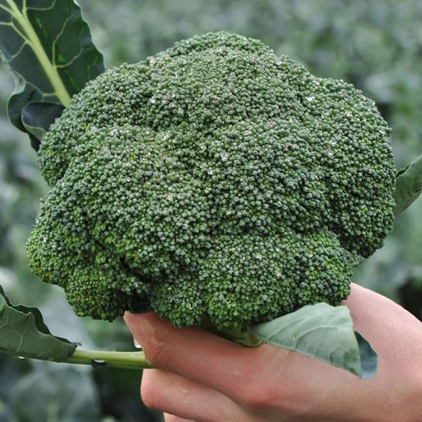 Капуста брокколи КЕЗЗИ F1 / KEZZI F1 Kitano Seeds