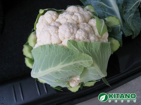 Капуста цветная МИСОРА F1 / MISORA F1 Kitano Seeds
