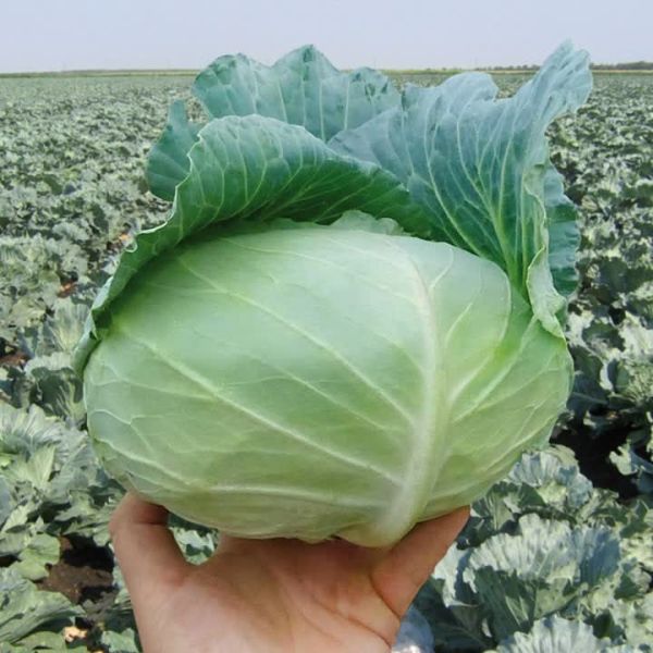 Капуста белокочанная НАОМИ F1 / NAOMI F1 Kitano Seeds