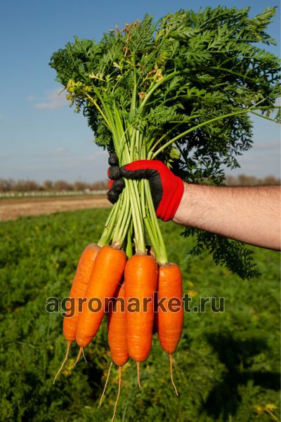 Морковь ЛЕГРАНА F1 / LEGRANA F1 Seminis