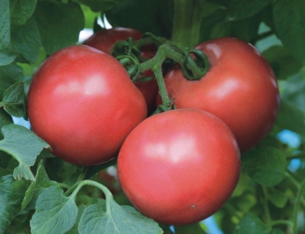 Томат ПИНК ТРИТ F1 / PINK TRIT F1 Takii Seeds